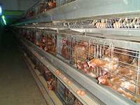 ''Enriched'' battery cages 2 [ 113.49 Kb ]