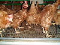''Enriched'' battery cages 6 [ 120.70 Kb ]