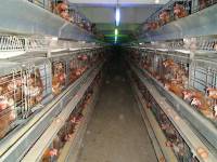 ''Enriched'' battery cages 7 [ 121.43 Kb ]