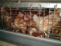 ''Enriched'' battery cages 10 [ 110.12 Kb ]