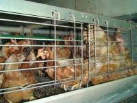 ''Enriched'' battery cages 11 [ 112.17 Kb ]