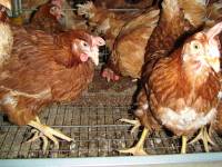 ''Enriched'' battery cages 13 [ 124.47 Kb ]