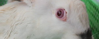 Rabbit murder [ 146.09 Kb ]