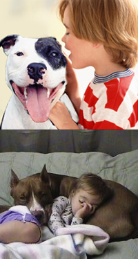 Pitbull Pitbull