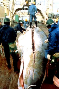 Whaling and Welfare 7 [ 36.15 Kb ]