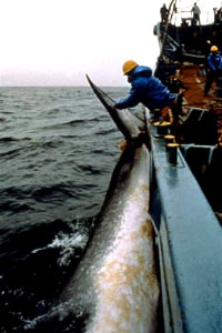 Whaling and Welfare 5 [ 28.18 Kb ]