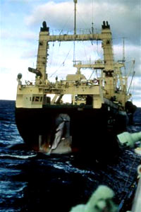 Whaling and Welfare 6 [ 25.77 Kb ]