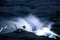 Whaling and Welfare 2 [ 12.77 Kb ]