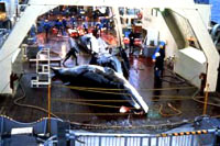 Whaling and Welfare 3 [ 20.22 Kb ]