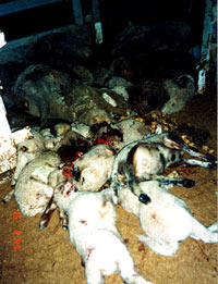 Uzgoj, transport i klanje ovaca 1 [ 40.29 Kb ]