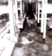 Uzgoj, transport i klanje ovaca 2 [ 52.59 Kb ]