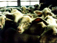 Uzgoj, transport i klanje ovaca 3 [ 46.71 Kb ]