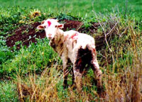 Uzgoj, transport i klanje ovaca 4 [ 99.14 Kb ]