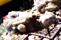 Uzgoj, transport i klanje ovaca 6 [ 95.52 Kb ]