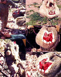 Uzgoj, transport i klanje ovaca 9 [ 146.96 Kb ]