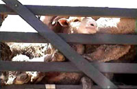 Uzgoj, transport i klanje ovaca 10 [ 49.96 Kb ]