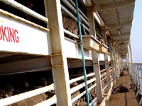 Uzgoj, transport i klanje ovaca 11 [ 53.22 Kb ]