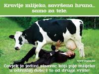 Kravlje mlijeko savr�ena hrana samo za tele [ 561.36 Kb ]