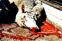 Uzgoj, transport i klanje ovaca 15 [ 51.30 Kb ]