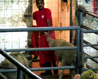 Uzgoj, transport i klanje ovaca 16 [ 63.96 Kb ]