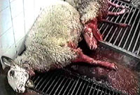 Uzgoj, transport i klanje ovaca 18 [ 82.95 Kb ]