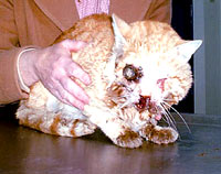 Tragedija gr�kih pasa i ma�aka 07 [ 24.62 Kb ]