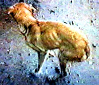 Tragedija gr�kih pasa i ma�aka 08 [ 28.40 Kb ]