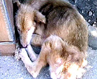 Tragedija gr�kih pasa i ma�aka 12 [ 26.12 Kb ]