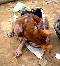 Tragedija gr�kih pasa i ma�aka 14 [ 33.31 Kb ]