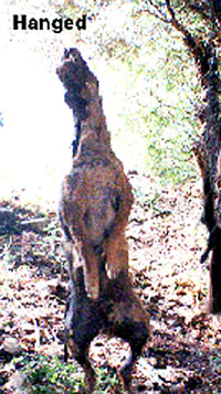 Tragedija gr�kih pasa i ma�aka 15 [ 70.55 Kb ]