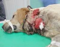 A man tried to cut the dog's neck [ 313.65 Kb ]