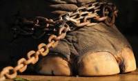 Circus - source: http://www.italymag.co.uk/sites/mainfiles/animal-circus-rome.jpg [ 191.64 Kb ]