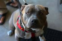 Pit Bull - Image source: Richard Masoner, Flickr [ 87.08 Kb ]
