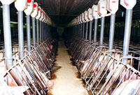 Farma svinja [ 125.01 Kb ]