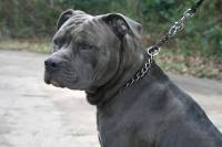 Dog fighting - Image source: Ildar Sagdejev / Wikipedia Commons [ 31.70 Kb ]