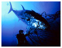 Riba u mre�i [ 13.15 Kb ]