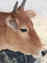Animal 1 Animal 1