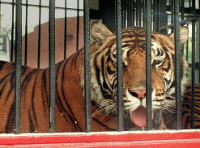 �injenice o zoolo�kim vrtovima 1