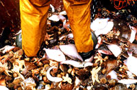 Izvu�ene iz mora [ 50.76 Kb ]