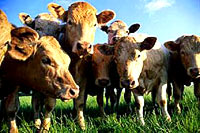 Cows in nature [ 22.43 Kb ]