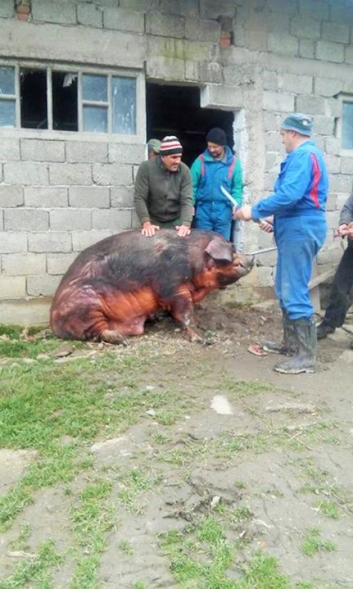 Kolinje Sisak