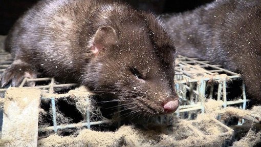 Belgium Against Fur Farming, Photo: Animal Rights NL / BE [ 167.87 Kb ]