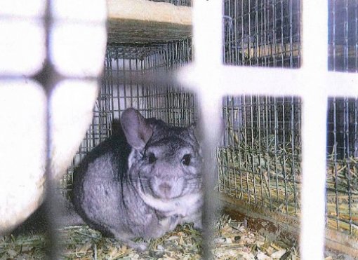 Iza bunde: pri�a o �in�ilama kroz 20 fotografija