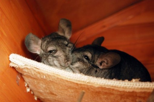 Iza bunde: pri�a o �in�ilama kroz 20 fotografija