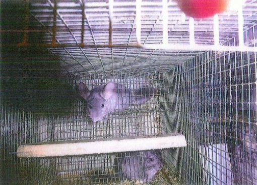 Iza bunde: pri�a o �in�ilama kroz 20 fotografija