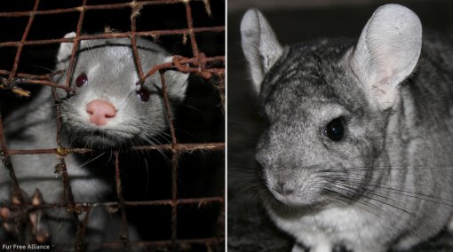 �ivotinje se ne mogu svesti na vrijednost njihova krzna! [ 619.19 Kb ]