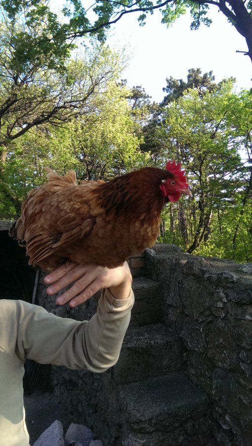 sa�a [ 944.08 Kb ]