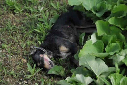 Dog Korina 1 Dog Korina 1