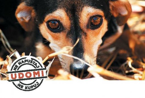 Odgovornost skrbnika pasa- letak [ 76.11 Kb ]