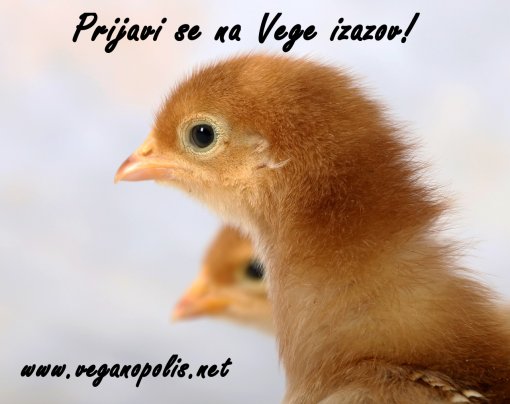 Vege izazov pile [ 276.67 Kb ]
